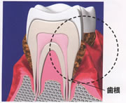 �����a �g�쎕�Ȉ�@